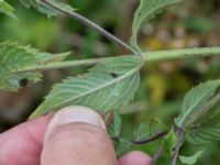 Mentha longifolia Lindängelunds rekreationsområde, Malmö, Skåne, Sweden 20160821_0045