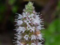 Mentha longifolia Pendlarparkeringen, Vellinge, Skåne, Sweden 20230817_0083