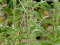 Mentha longifolia Ulricedal, Malmö, Skåne, Sweden 20190701_0029