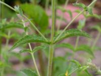 Mentha longifolia Ulricedal, Malmö, Skåne, Sweden 20190701_0030