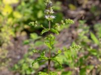 Mentha longifolia Ulricedal, Malmö, Skåne, Sweden 20190811_0073