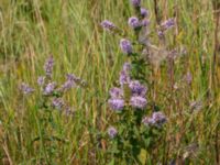 Mentha spicata Grusupplag Björkelundadammen, Malmö, Skåne, Sweden 20200808_0022