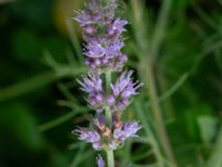 Mentha spicata Monumentparken, Lund, Skåne, Sweden 20190917_0028