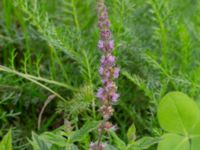 Mentha spicata Monumentparken, Lund, Skåne, Sweden 20190917_0029