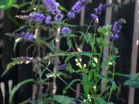 Mentha spicata Sandbackegången, Kirseberg, Malmö, Skåne, Sweden 20190725_0033