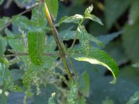 Mentha spicata Sandbackegången, Kirseberg, Malmö, Skåne, Sweden 20190725_0034