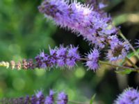 Mentha spicata Sandbackegången, Kirseberg, Malmö, Skåne, Sweden 20190725_0036