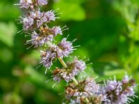 Mentha spicata Tirups Örtagård, Staffanstorp, Skåne, Sweden 20240805_0037