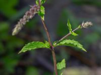 Mentha spicata Ulricedal, Malmö, Skåne, Sweden 20190714_0014