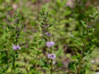 Mentha spicata Ulricedal, Malmö, Skåne, Sweden 20190811_0072