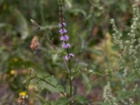 Mentha spicata Ulricedal, Malmö, Skåne, Sweden 20210727_0003