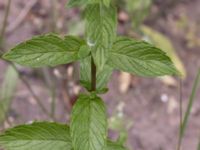 Mentha spicata Ulricedal, Malmö, Skåne, Sweden 20210727_0004