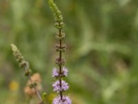 Mentha spicata Ulricedal, Malmö, Skåne, Sweden 20210727_0005