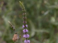 Mentha spicata Ulricedal, Malmö, Skåne, Sweden 20210727_0006