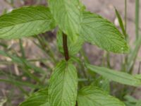 Mentha spicata Ulricedal, Malmö, Skåne, Sweden 20210727_0008