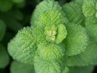 Mentha suaveolens Håslövs kyrka, Vellinge, Skåne, Sweden 20160701_0093