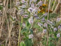 Mentha suaveolens Lindängelunds rekreationsområde, Malmö, Skåne, Sweden 20150829_0112