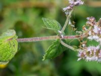 Mentha suaveolens Lindängelunds rekreationsområde, Malmö, Skåne, Sweden 20160821_0034