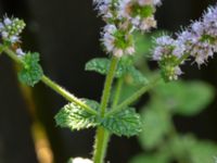 Mentha suaveolens Sandbackegången, Kirseberg, Malmö, Skåne, Sweden 20190725_0031