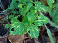 Mentha x gracilis 'Variegata' Katrinetorp, Malmö, Skåne, Sweden 20171009_0083