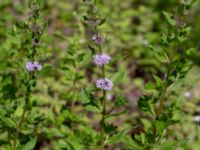 Mentha x gracilis Ulricedal, Malmö, Skåne, Sweden 20190811_0072