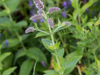 Mentha x rotundifolia Gessie villastad, Vellinge, Skåne, Sweden 20160712_0037