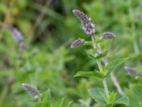 Mentha x rotundifolia Gessie villastad, Vellinge, Skåne, Sweden 20160712_0038