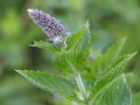 Mentha x rotundifolia Gessie villastad, Vellinge, Skåne, Sweden 20160712_0039