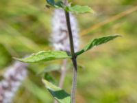 Mentha x rotundifolia Lindängelunds rekreationsområde, Malmö, Skåne, Sweden 20200807_0015