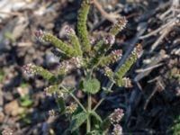 Mentha x rotundifolia Sliparebacken, Lund, Skåne, Sweden 20190825_0002