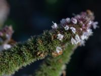 Mentha x rotundifolia Sliparebacken, Lund, Skåne, Sweden 20190825_0004