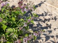 Mentha × verticillata Kälkestad, Oppmannasjön, Kristianstad, Skåne, Sweden 20160827_0109