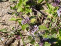 Mentha × verticillata Kälkestad, Oppmannasjön, Kristianstad, Skåne, Sweden 20160827_0110