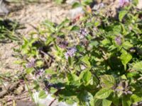 Mentha × verticillata Kälkestad, Oppmannasjön, Kristianstad, Skåne, Sweden 20160827_0111