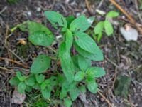 Mentha x verticillata Dammar N Sofiedalsvägen, Lockarp, Malmö, Skåne, Sweden 20200729_0103