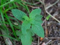 Mentha x verticillata Dammar N Sofiedalsvägen, Lockarp, Malmö, Skåne, Sweden 20200729_0105