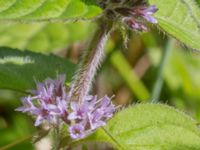 Mentha x verticillata Skäpperöds fälad, Hörby, Skåne, Sweden 20140720_0175