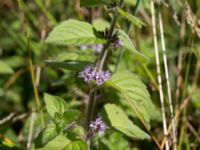 Mentha x verticillata Skäpperöds fälad, Hörby, Skåne, Sweden 20140720_0176