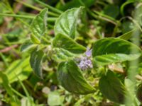 Mentha x verticillata Skanörs ljung, Falsterbohalvön, Vellinge, Skåne, Sweden 20170627_0064