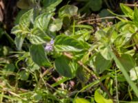 Mentha x verticillata Skanörs ljung, Falsterbohalvön, Vellinge, Skåne, Sweden 20170627_0066