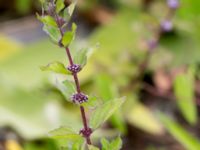 Mentha x verticillata Svanetorpsvägen, Åkarp, Lomma, Skåne, Sweden 20160726_0008