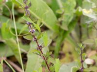 Mentha x verticillata Svanetorpsvägen, Åkarp, Lomma, Skåne, Sweden 20160726_0009