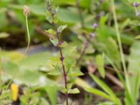 Mentha x verticillata Svanetorpsvägen, Åkarp, Lomma, Skåne, Sweden 20160726_0010