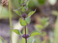 Mentha x verticillata Svanetorpsvägen, Åkarp, Lomma, Skåne, Sweden 20160726_0011