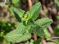 Mentha x villosa Lindängelunds rekreationsområde, Malmö, Skåne, Sweden 20160925_0005