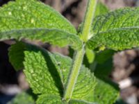 Mentha x villosa Sliparebacken, Lund, Skåne, Sweden 20190623_0084