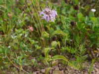 Monarda fistolusa Rondell Österleden-Fältarpsvägen, Helsingborg, Skåne, Sweden 20170811_0024