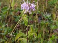 Monarda fistolusa Rondell Österleden-Fältarpsvägen, Helsingborg, Skåne, Sweden 20170811_0025