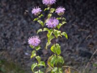 Monarda fistolusa Rondell Österleden-Fältarpsvägen, Helsingborg, Skåne, Sweden 20170811_0037