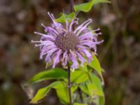 Monarda fistulosa Rondell Österleden-Fältarpsvägen, Helsingborg, Skåne, Sweden 20190805_0009